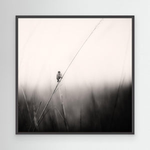 monsoon melodies by Swapnil